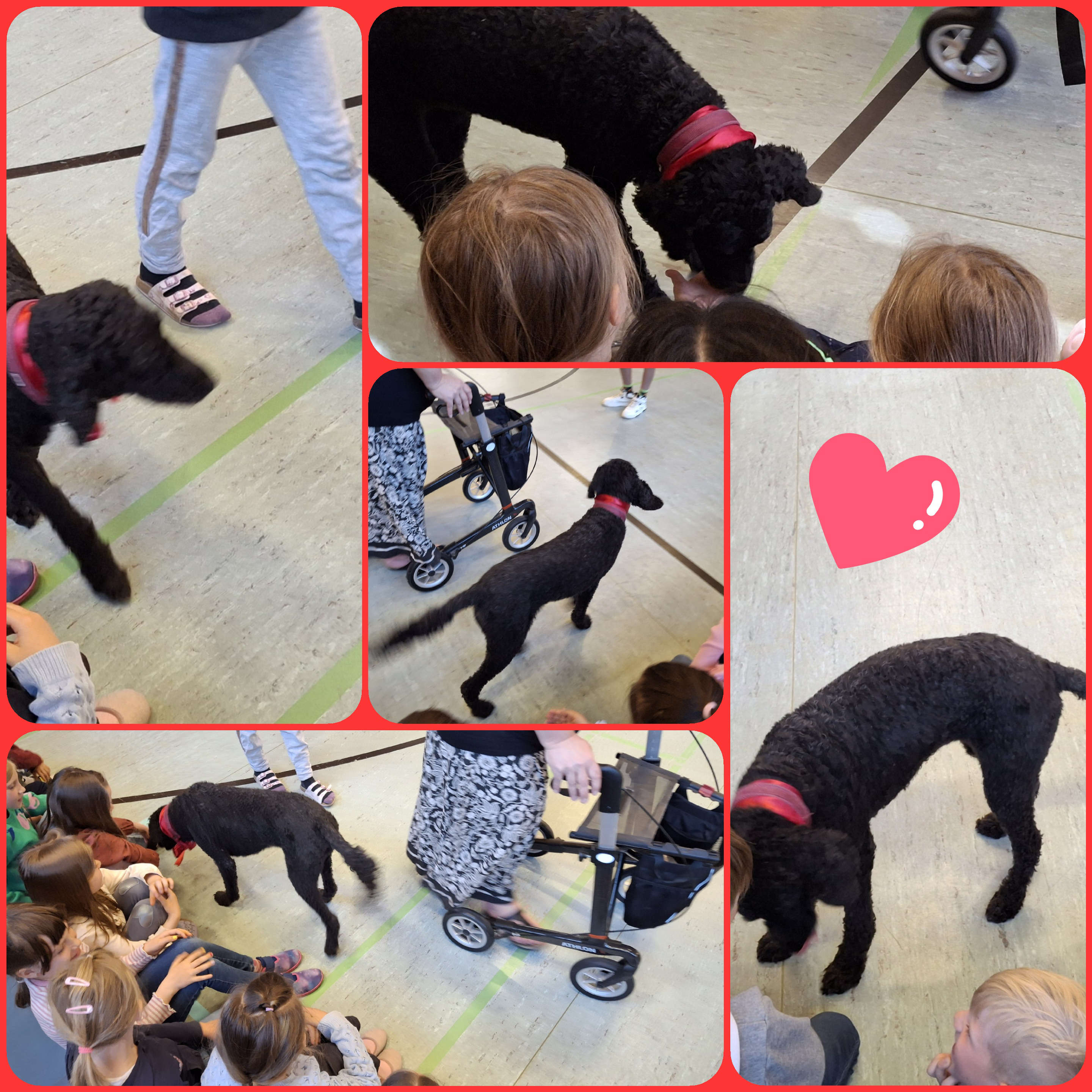 Schulhund Luna feiert in der Sporthalle ihren Geburtstag